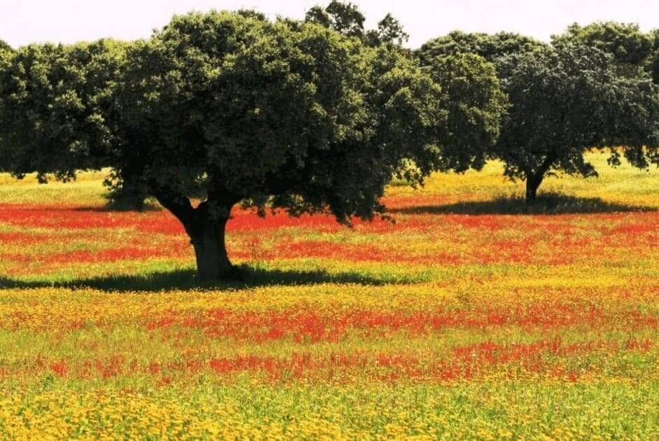 Prmavera no Alentejo