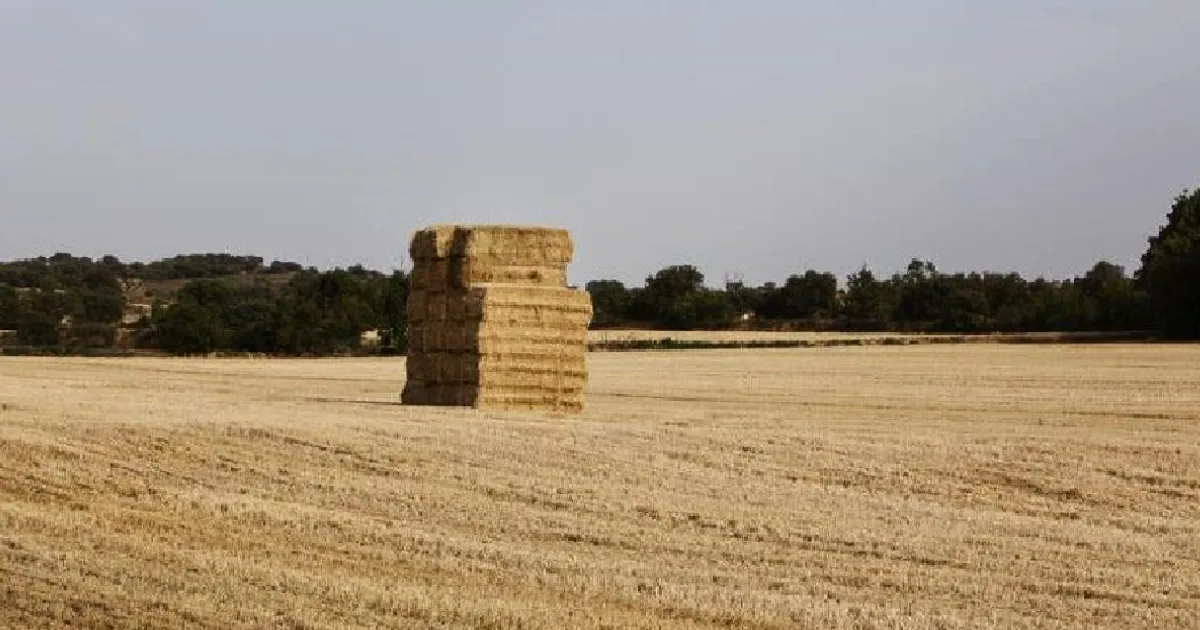 Campo com fardos de palha empilhados.