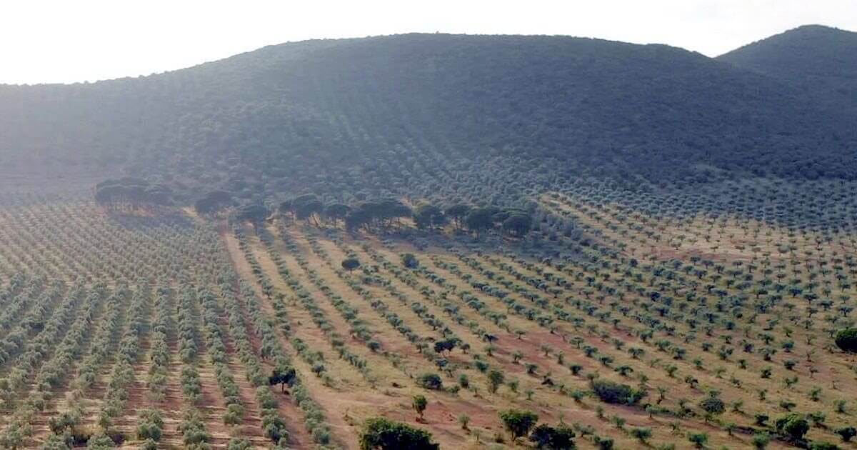 Olival extenso em paisagem montanhosa.